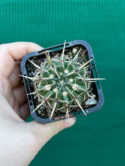 Notocactus submamulosus NEW