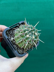 Notocactus submamulosus NEW