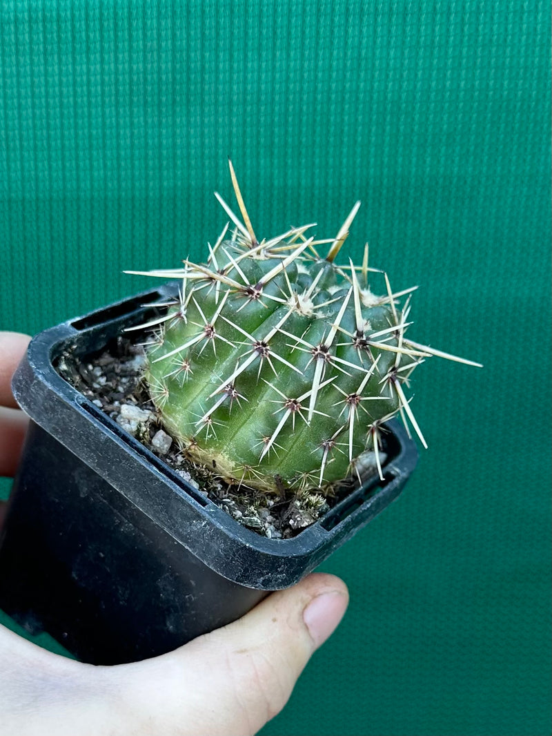 Notocactus submamulosus NEW