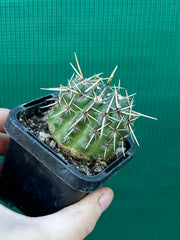 Notocactus submamulosus NEW