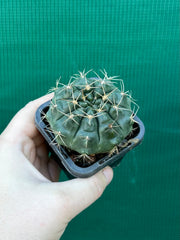 gymnocalycium (assorted)