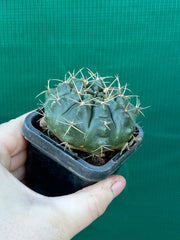 gymnocalycium (assorted)