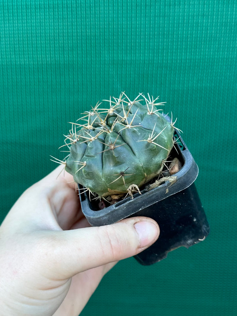 gymnocalycium (assorted)