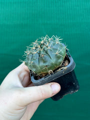 gymnocalycium (assorted)