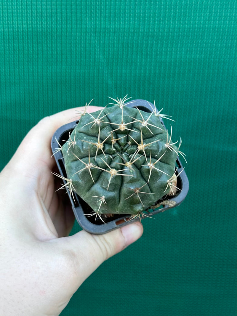 gymnocalycium (assorted)