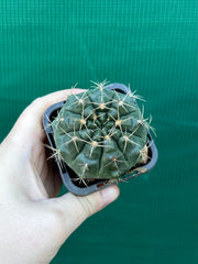 gymnocalycium (assorted)