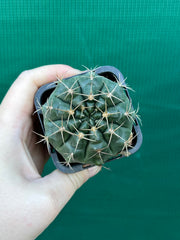 gymnocalycium (assorted)