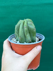 Cereus Peruvianus 'Monstrose'