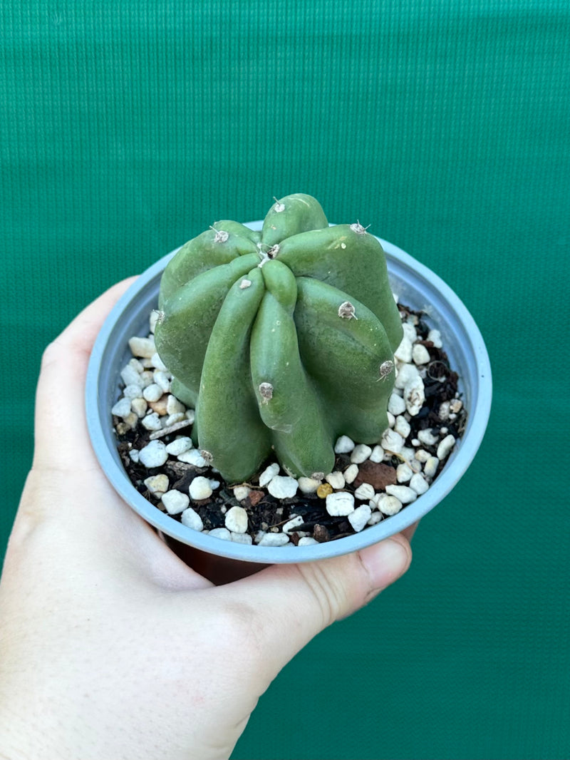 Cereus Peruvianus 'Monstrose'