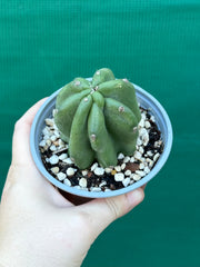 Cereus Peruvianus 'Monstrose'