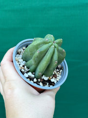 Cereus Peruvianus 'Monstrose'