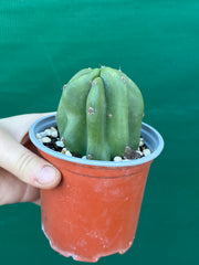 Cereus Peruvianus 'Monstrose'