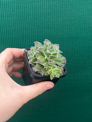 Sempervivum ‘Strocki’s Beauty’