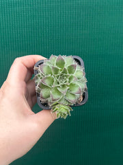 Sempervivum ‘Strocki’s Beauty’