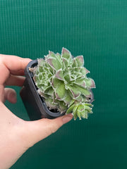 Sempervivum ‘Strocki’s Beauty’