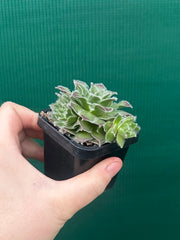 Sempervivum ‘Strocki’s Beauty’