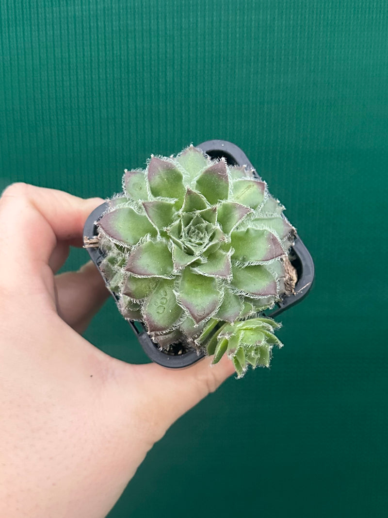 Sempervivum ‘Strocki’s Beauty’