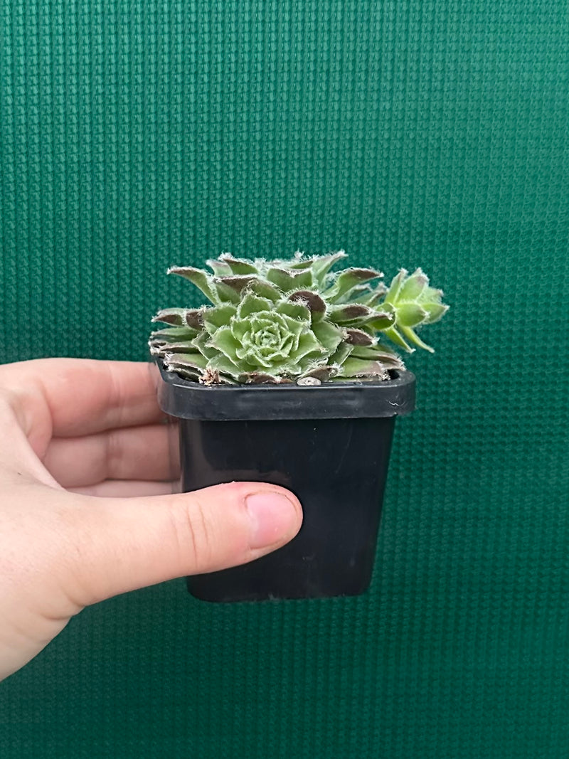 Sempervivum ‘Strocki’s Beauty’