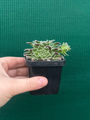 Sempervivum ‘Strocki’s Beauty’