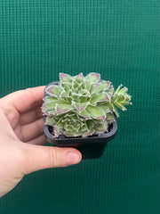 Sempervivum ‘Strocki’s Beauty’