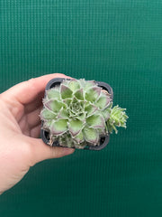 Sempervivum ‘Strocki’s Beauty’