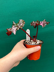 Begonia ‘Twisted Sister’