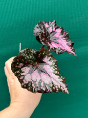 Begonia ‘Twisted Sister’