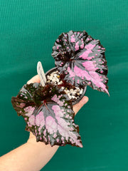 Begonia ‘Twisted Sister’