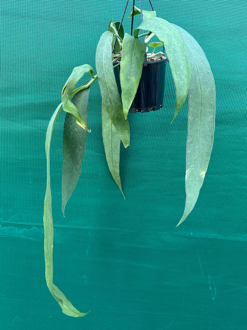 Anthurium Vittarifolium NEW