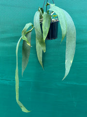 Anthurium Vittarifolium NEW