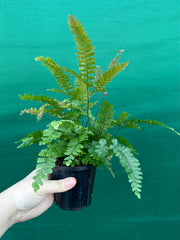 Rough Maidenhair Fern NEW
