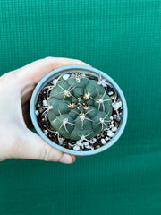Gymnocalycium saglionus