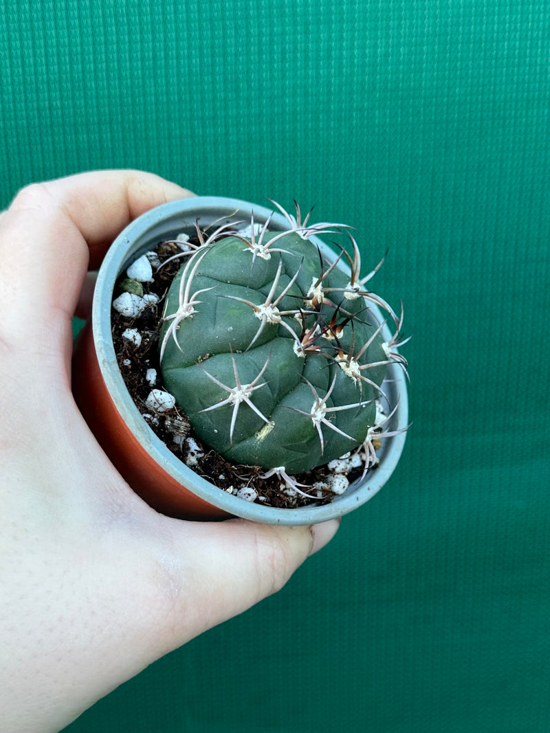 Gymnocalycium saglionus