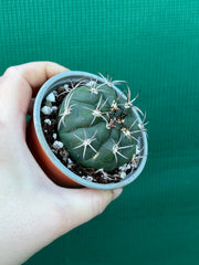 Gymnocalycium saglionus