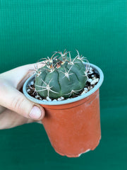 Gymnocalycium saglionus