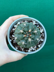 Gymnocalycium saglionus