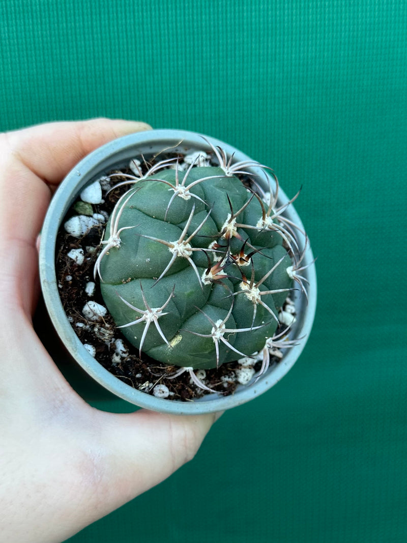 Gymnocalycium saglionus