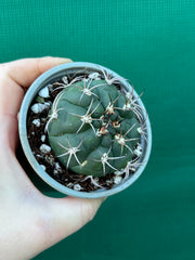 Gymnocalycium saglionus