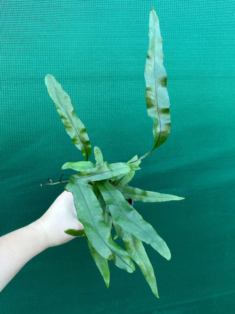 Zealandia pustulata