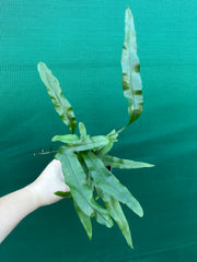 Zealandia pustulata