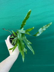 Zealandia pustulata