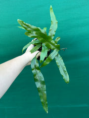 Zealandia pustulata