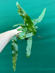 Zealandia pustulata