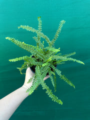 Nephrolepis duffii NEW