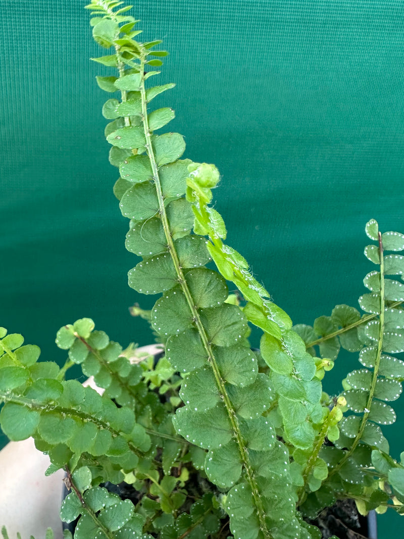 Nephrolepis duffii NEW