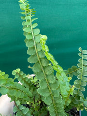 Nephrolepis duffii NEW
