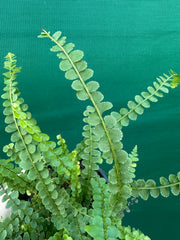 Nephrolepis duffii NEW