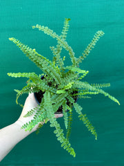Nephrolepis duffii NEW