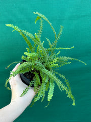 Nephrolepis duffii NEW