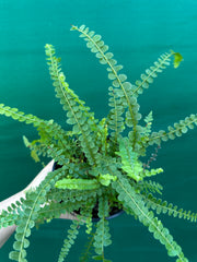 Nephrolepis duffii NEW
